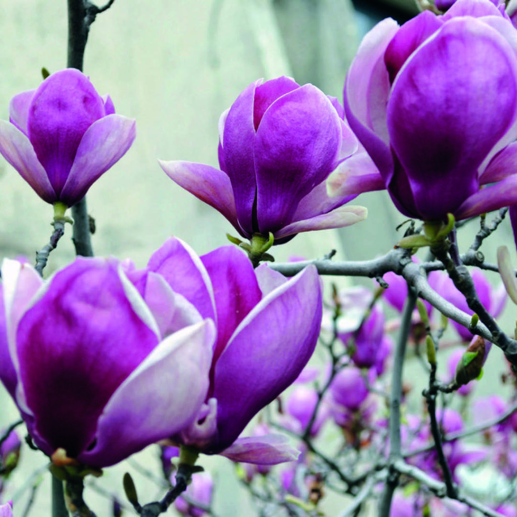 Pasqua: Tradizione e relax